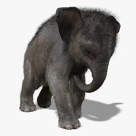 Elephant Calf (ANIMATED) (FUR)